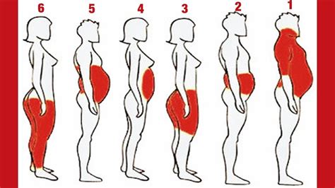 Les 6 types de graisse corporelle et comment sen débarrasser Santé SOS