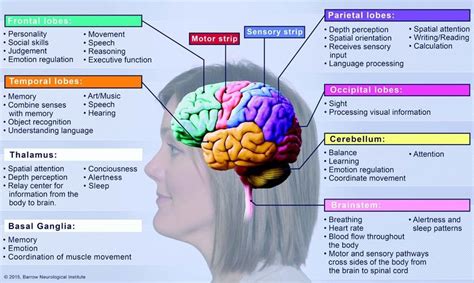 Stroke Education Manual Barrow Brain Anatomy And Function Brain