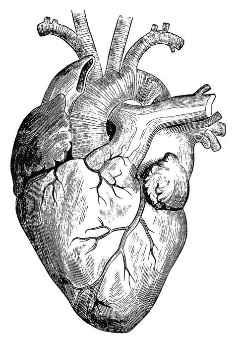 Human Heart Human Heart Drawing Heart Art Heart Sketch