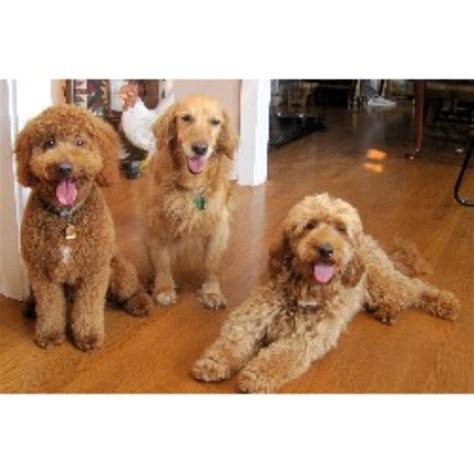 Find local goldendoodle puppies for sale and dogs for adoption near you. Miller's Gorgeous Goldendoodles, Goldendoodle Breeder in ...