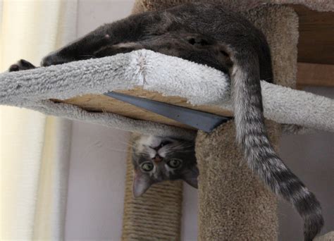 Funny Cat Hanging Upside Down On Kitty Tree Picture Free