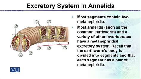 Excretory System In Annelida Animal Form And Function 2 Theory