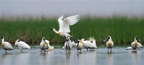Chongming To Become World Class Ecological Island Within 15 Years