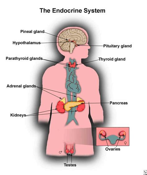 The Endocrine Glands Structure And Function Major Endocrine Glands