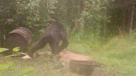 Bigfoot In The Up Trail Cam Photo Spurs Debate