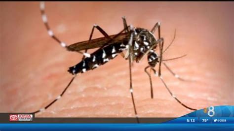 Asian Tiger Mosquito Found In San Diego