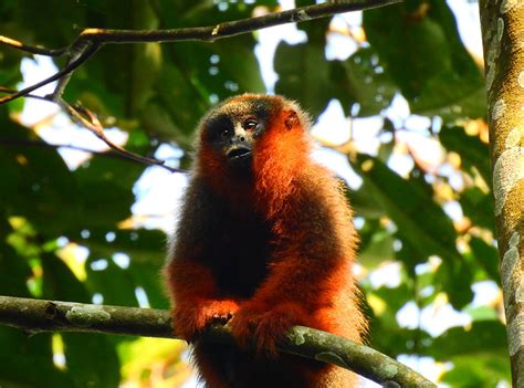 ‘mico Bonito De Caquetá Y Cauca En Peligro De Extinción