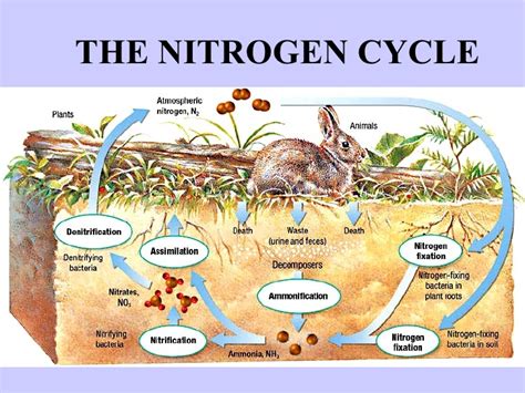 Bacteria are responsible for fixing nitrogen into usable c. AP BIOLOGY: The Needy Nitrogen Cycle! Boo YAH!