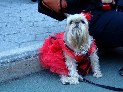 30 Amazing Dog Costumes For Halloween Puppy Leaks
