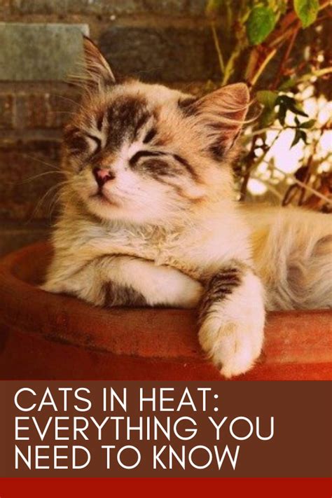 What Can You Do When Your Cat Is In Heat Litle Cats