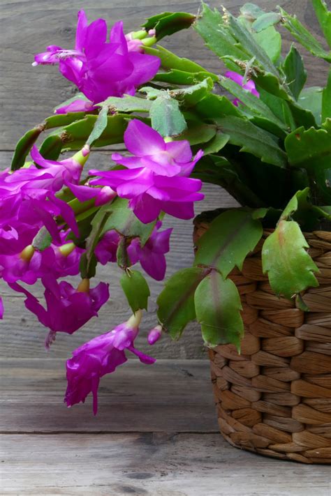 Hence a christmas cactus needs a sunny window to get enough light. How To Care For Your Christmas Cactus - Before & After ...