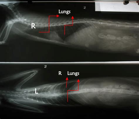 X Ray Thorax Cat Sample 2 In The Lateral Position Top X Ray Figure