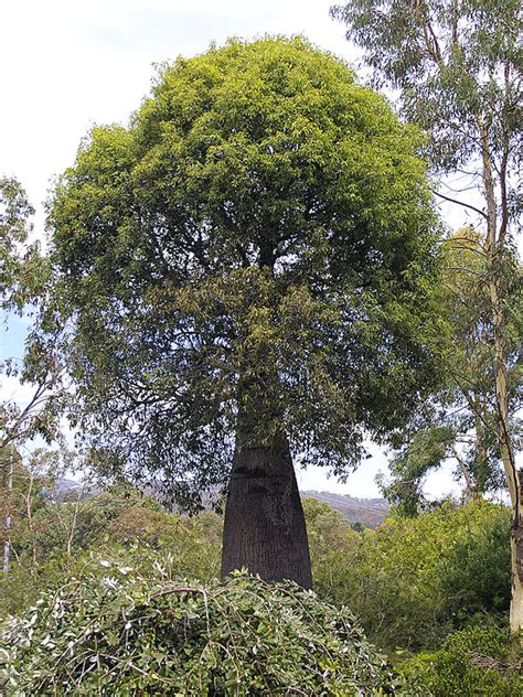 Queensland Bottle Tree Brachychiton Rupestris Urban Tropicals