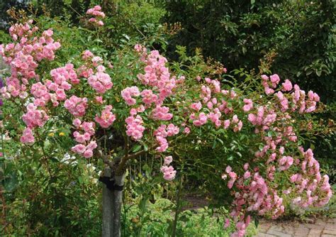 Top 10 Cottage Garden Favourites The English Garden Розы