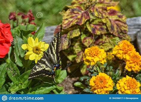 Anise Swallowtail Butterfly On Yellow And Orange Flowers