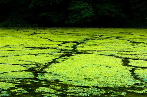 Algae Types Classification And Its Harmful And Useful