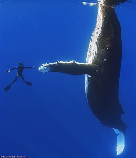 Diver Shakes Hands With 52ft Humpback Whale In Hawaii Daily Mail Online