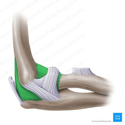 Articulação do cotovelo Anatomia e ligamentos Kenhub