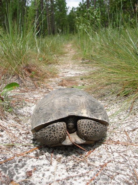 Gopher Tortoise Florida Wildlife Federation