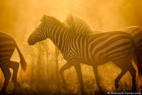 Running Zebra Burrard Lucas Photography Wildlife Photography