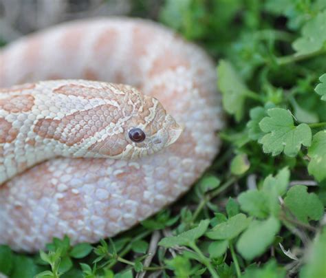 Lavender Hognose Snake 1000 Images About Cute Snakes On Pinterest