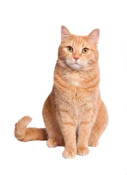 Ginger Cat Stock Photos Pictures And Royalty Free Images Istock