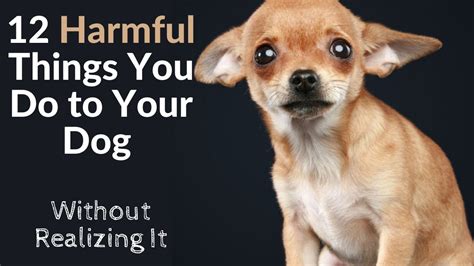 12 Harmful Things You Do To Your Dog Without Realizing It Youtube