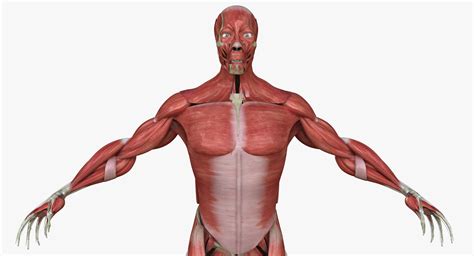 Full Human Muscle Anatomy Medical Edition 3d Model Human Muscle