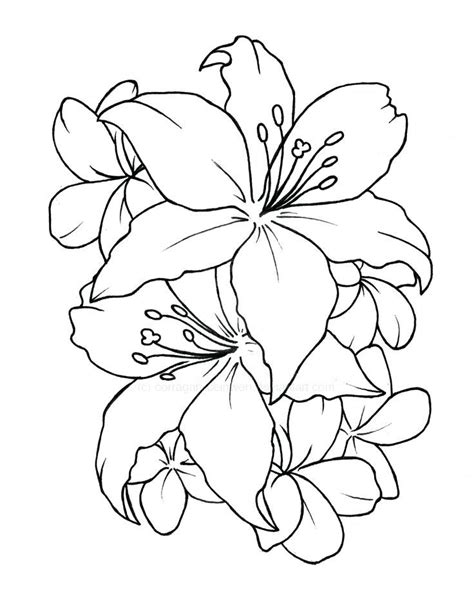 Lotus Flower Outline Lotus Flower Flower Drawing Drawings