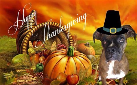 Happy Thanksgiving Boxer Dogs Pitbull Art Best Dogs