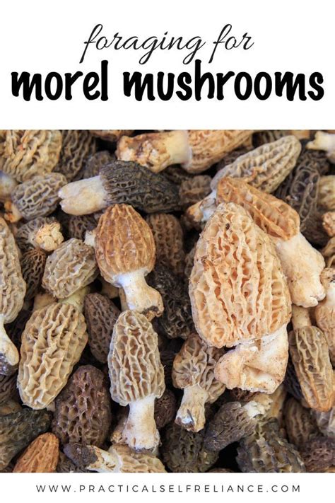 Foraging Morel Mushrooms Stuffed Mushrooms Morel Mushroom Morels