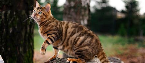 Toyger Cat Breed Information Characteristics And Facts Pet Side