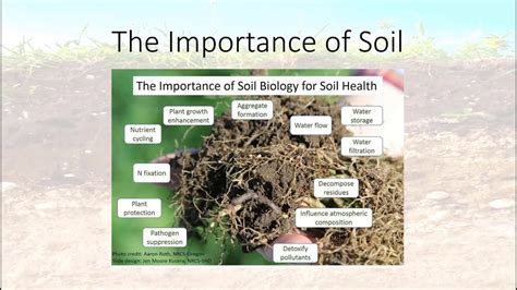 Importance Of Soil Youtube