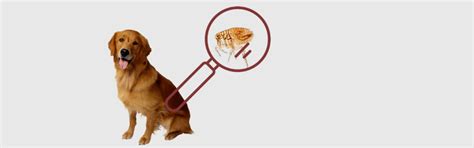 Dog fleas can jump higher than cat fleas. My dog has fleas! - PetLEO