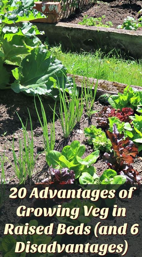 20 Advantages Of Growing Veg In Raised Beds And 6 Disadvantages