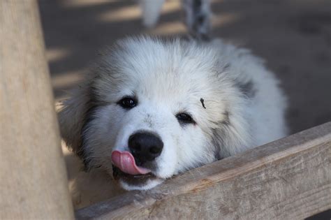Great Pyrenees Puppies Are These Gentle Giants Right For You