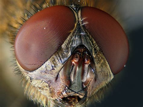 Free Images Nature Fly Insect Fauna Invertebrate Close Up Eye Head Organ Macro