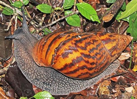 Giant African Land Snails