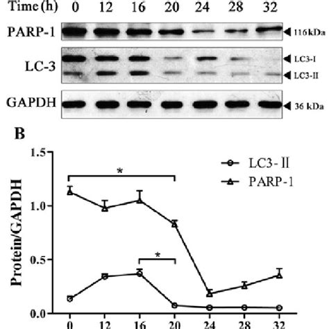 Expression Of Parp 1 Protein Over Time In Bph 1 Cells Under Ad A