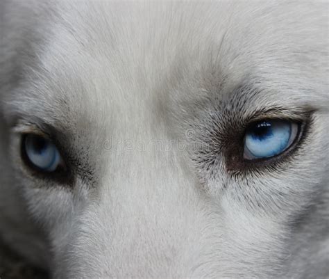 Beautiful Wolves With Blue Eyes