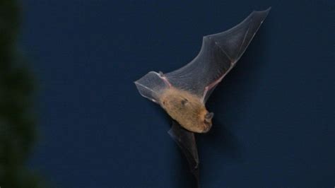 Volunteers Sought For Scottish Bat Survey Bbc News