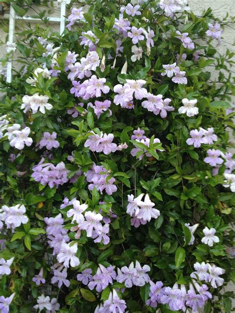 Purple Trumpet Vine In Bloom Climbing Flowers Paint Your House