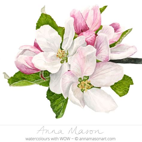 Apple Acme Anna Mason Art Watercolor Flowers Flower Illustration