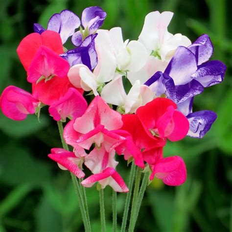 Sweet Pea Seeds Fragrant Boundary Suttons