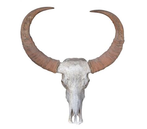 ᐈ Buffalo Skeleton Stock Pictures Royalty Free Buffalo Skull Images
