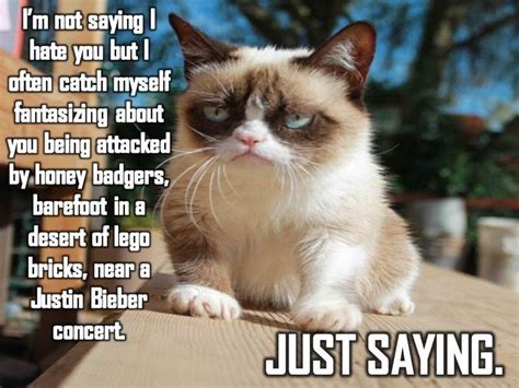 Funniest Grumpy Cat Memes Bing Funny Grumpy Cat Memes Grumpy Cat