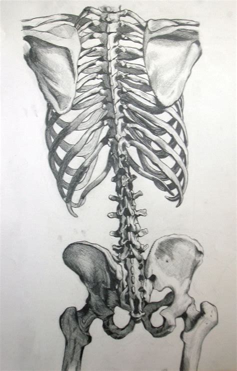 Skeleton Back View By Naturalmystic3 On Deviantart Skeleton