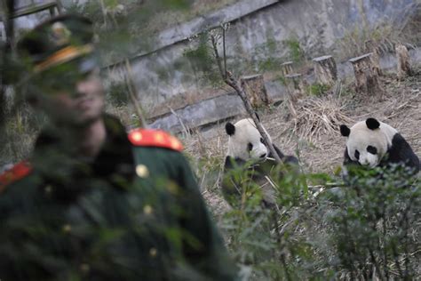 Chinese Investigators Describe Capture Of Panda Killers The New York