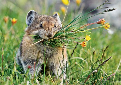 8 Cute Facts About Pikas They Are Actually Rabbits Odd Facts