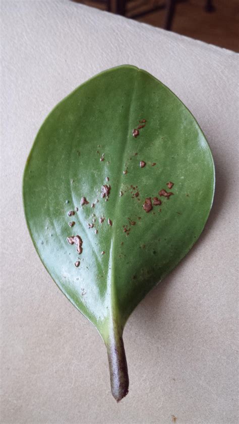 What Are These Brown Spots On My Peperomia Obtusifolia I Got It A